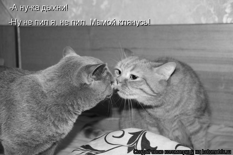 -А ну-ка дыхни! -Ну не пил я, не пил. Мамой клянусь!... Котоматрица: -А ну-ка дыхни! -Ну не пил я, не пил. Мамой клянусь!