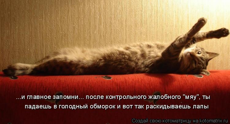 ...и главное запомни... после контрольного жалобного "мяу", ты падаешь в голодный обморок и вот так р... Котоматрица: ...и главное запомни... после контрольного жалобного "мяу", ты падаешь в голодный обморок и вот так раскидываешь лапы
