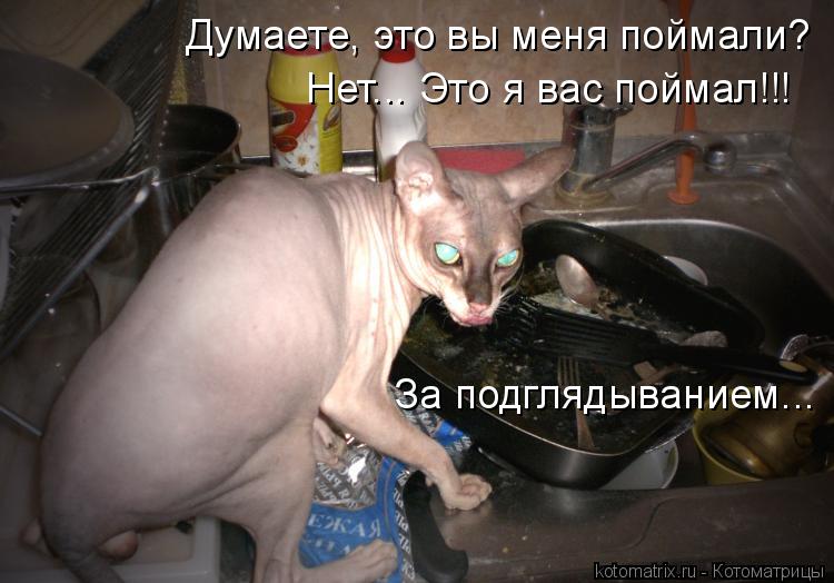 Думаете, это вы меня поймали? Нет... Это я вас поймал!!! За подглядыванием...... Котоматрица: Думаете, это вы меня поймали? Нет... Это я вас поймал!!! За подглядыванием...