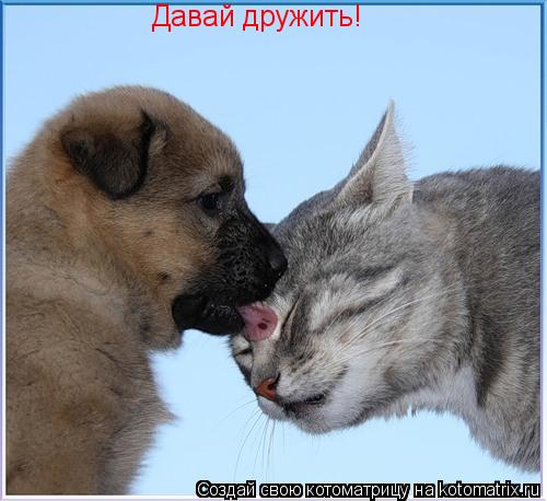 Давай дружить!... Котоматрица: Давай дружить!