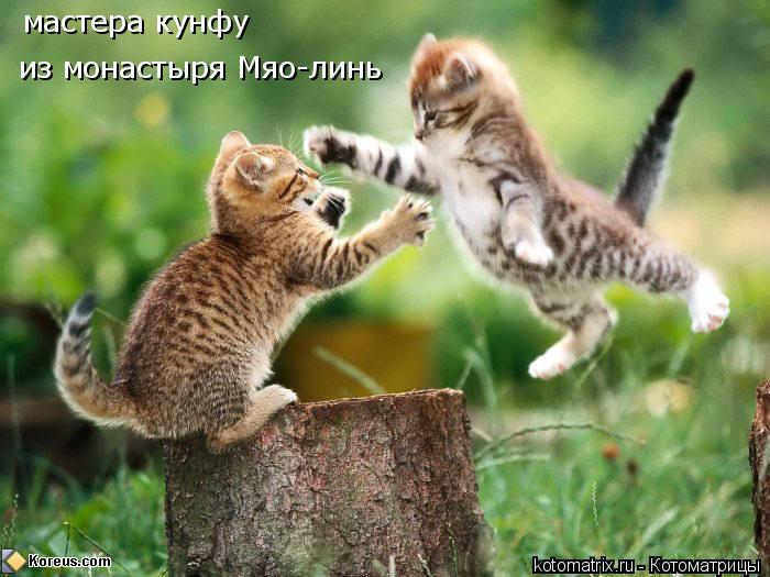 мастера кунфу из монастыря Мяо-линь... Котоматрица: мастера кунфу из монастыря Мяо-линь