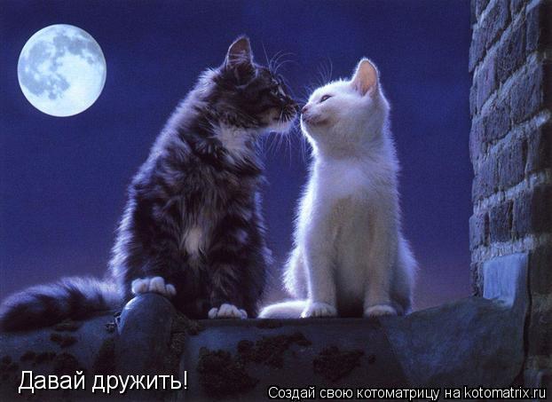 Давай дружить!... Котоматрица: Давай дружить!