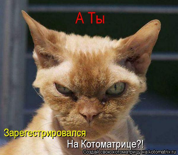 А Ты Зарегестрировался На Котоматрице?!... Котоматрица: А Ты Зарегестрировался На Котоматрице?!