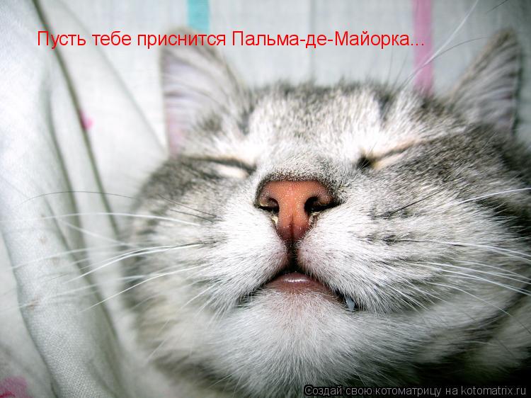 Пусть тебе приснится Пальма-де-Майорка...... Котоматрица: Пусть тебе приснится Пальма-де-Майорка...
