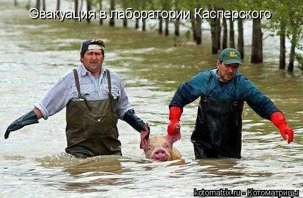 Эвакуация в лаборатории Касперского... Котоматрица: Эвакуация в лаборатории Касперского