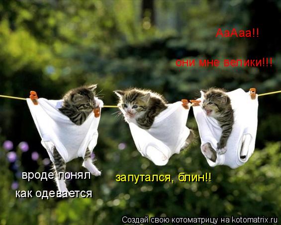 вроде понял как одевается запутался, блин!! АаАаа!! они мне велики!!!... Котоматрица: вроде понял как одевается запутался, блин!! АаАаа!! они мне велики!!!