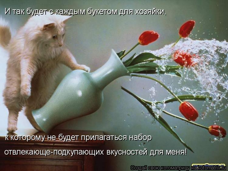 И так будет с каждым букетом для хозяйки, к которому не будет прилагаться набор отвлекающе-подкупающ... Котоматрица: И так будет с каждым букетом для хозяйки, к которому не будет прилагаться набор отвлекающе-подкупающих вкусностей для меня!