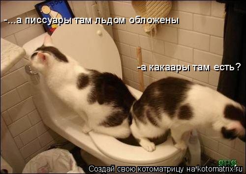 -...а писсуары там льдом обложены -а какаары там есть?... Котоматрица: -...а писсуары там льдом обложены -а какаары там есть?