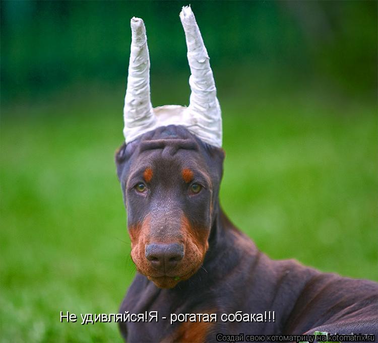 Не удивляйся!Я - рогатая собака!!!... Котоматрица: Не удивляйся!Я - рогатая собака!!!