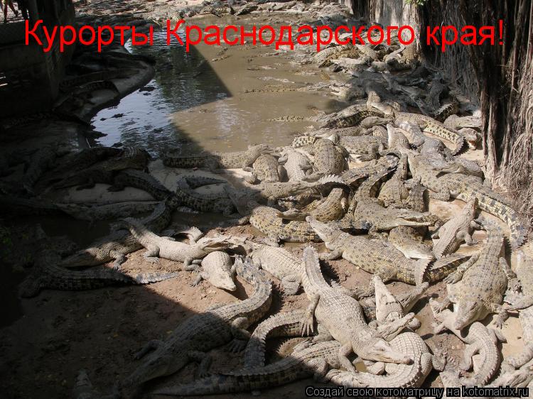 Курорты Краснодарского края!... Котоматрица: Курорты Краснодарского края!