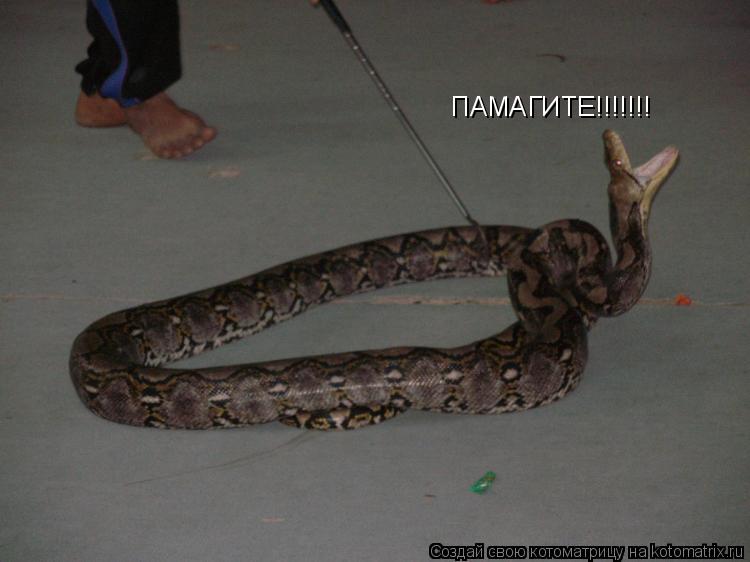 ПАМАГИТЕ!!!!!!!... Котоматрица: ПАМАГИТЕ!!!!!!!