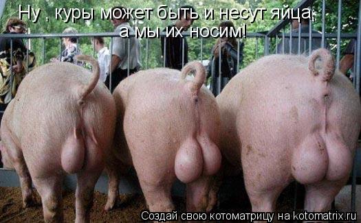 Ну , куры может быть и несут яйца, а мы их носим!... Котоматрица: Ну , куры может быть и несут яйца, а мы их носим!