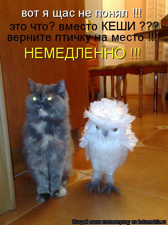 Котоматрица: вот я щас не понял !!! это что? вместо КЕШИ ??? верните птичку на место !!! НЕМЕДЛЕННО !!!