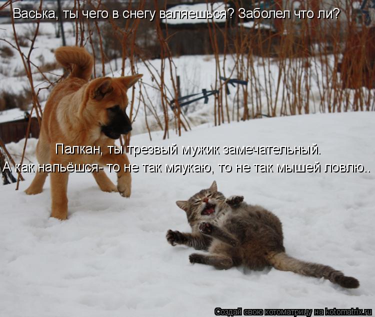 Палкан, ты трезвый мужик замечательный. А как напьёшся- то не так мяукаю, то не так мышей ловлю.. Вас... Котоматрица: Палкан, ты трезвый мужик замечательный. А как напьёшся- то не так мяукаю, то не так мышей ловлю.. Васька, ты чего в снегу валяешься? Заболел чт