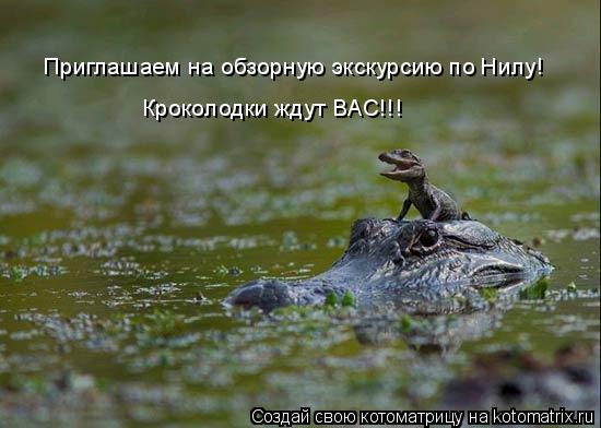 Приглашаем на обзорную экскурсию по Нилу! Кроколодки ждут ВАС!!! Приглашаем на обзорную экскурсию по ... Котоматрица: Приглашаем на обзорную экскурсию по Нилу! Кроколодки ждут ВАС!!! Приглашаем на обзорную экскурсию по Нилу! Кроколодки ждут ВАС!!!