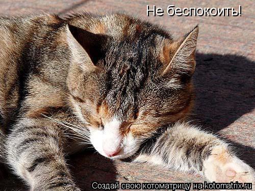 Не беспокоить!... Котоматрица: Не беспокоить!