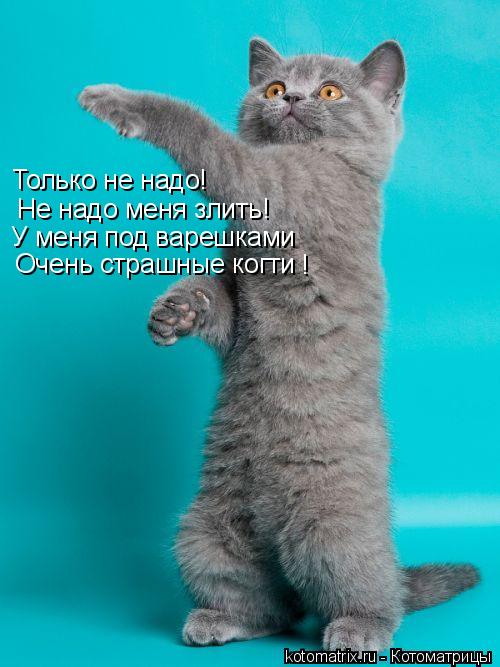 Только не надо! Не надо меня злить! У меня под варешками Очень страшные когти !... Котоматрица: Только не надо! Не надо меня злить! У меня под варешками Очень страшные когти !