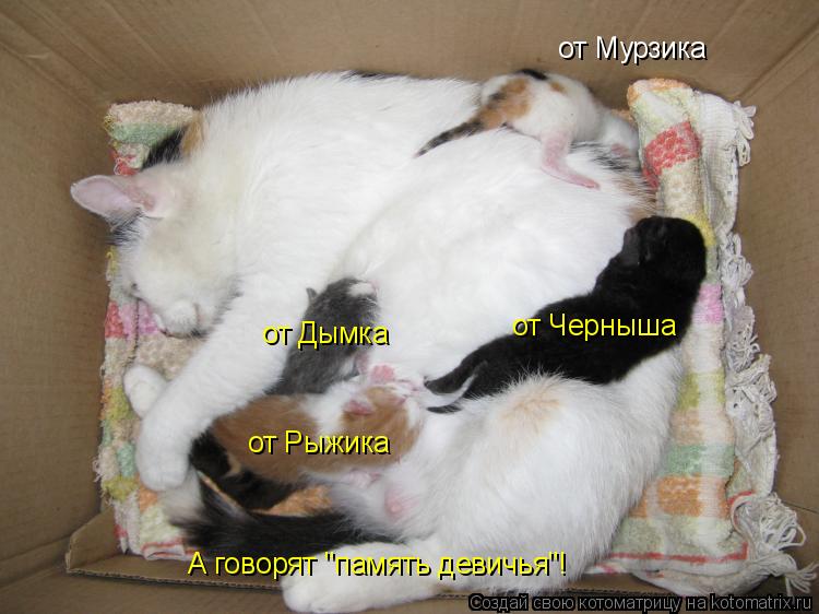 от Мурзика от Рыжика от Черныша от Дымка А говорят "память девичья"!... Котоматрица: от Мурзика от Рыжика от Черныша от Дымка А говорят "память девичья"!
