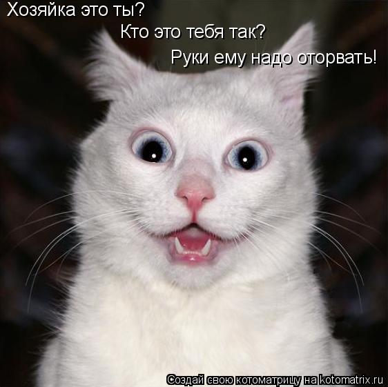 Хозяйка это ты? Хозяйка это ты? Кто это тебя так? Руки ему надо оторвать! Руки ему надо оторвать!... Котоматрица: Хозяйка это ты? Хозяйка это ты? Кто это тебя так? Руки ему надо оторвать! Руки ему надо оторвать!