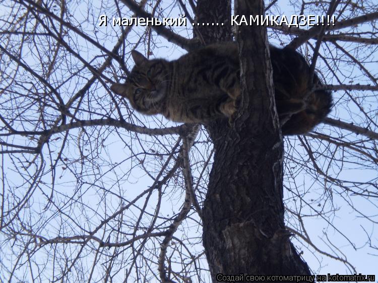 Я маленький ....... КАМИКАДЗЕ!!!!
Я маленький ....... КАМИКАДЗЕ!!!!... Котоматрица: Я маленький ....... КАМИКАДЗЕ!!!!
Я маленький ....... КАМИКАДЗЕ!!!!