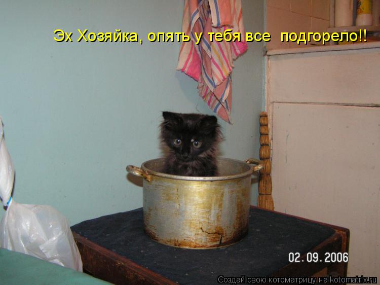 Эх Хозяйка, опять у тебя все подгорело!!... Котоматрица: Эх Хозяйка, опять у тебя все подгорело!!