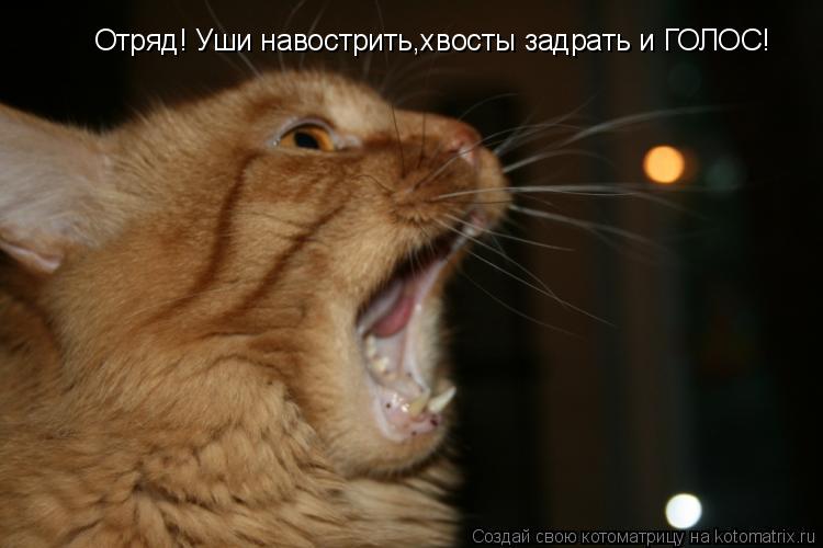 Отряд! Уши навострить,хвосты задрать и ГОЛОС!... Котоматрица: Отряд! Уши навострить,хвосты задрать и ГОЛОС!
