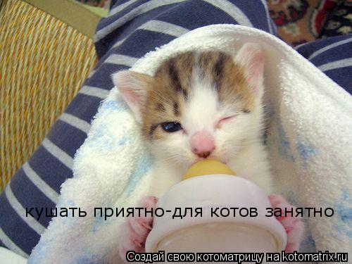 кушать приятно-для котов занятно... Котоматрица: кушать приятно-для котов занятно