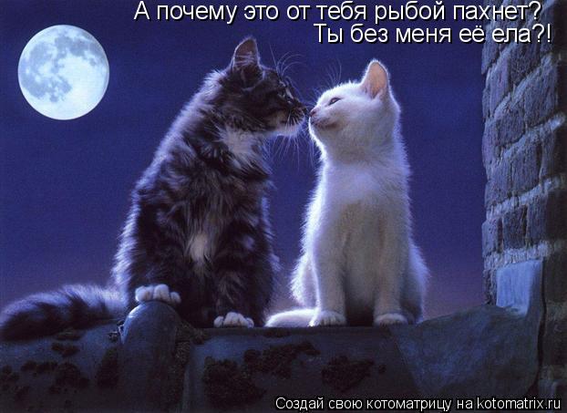 А почему это от тебя рыбой пахнет? Ты без меня её ела?! Ты без меня её ела?!... Котоматрица: А почему это от тебя рыбой пахнет? Ты без меня её ела?! Ты без меня её ела?!