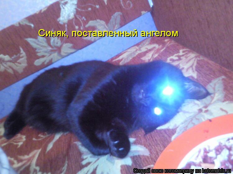 Синяк, поставленный ангелом... Котоматрица: Синяк, поставленный ангелом