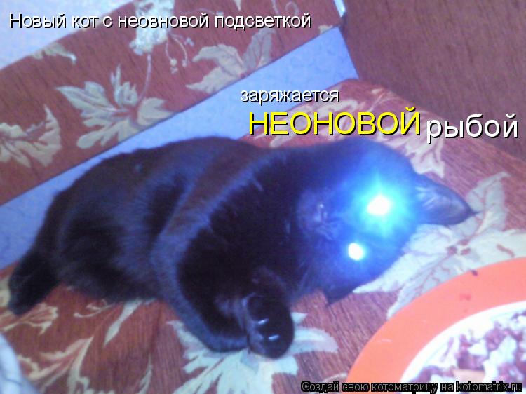 Новый кот с неовновой подсветкой заряжается НЕОНОВОЙ рыбой... Котоматрица: Новый кот с неовновой подсветкой заряжается НЕОНОВОЙ рыбой