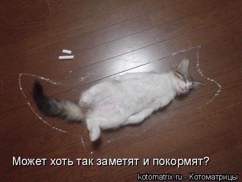 Может хоть так заметят и покормят?... Котоматрица: Может хоть так заметят и покормят?