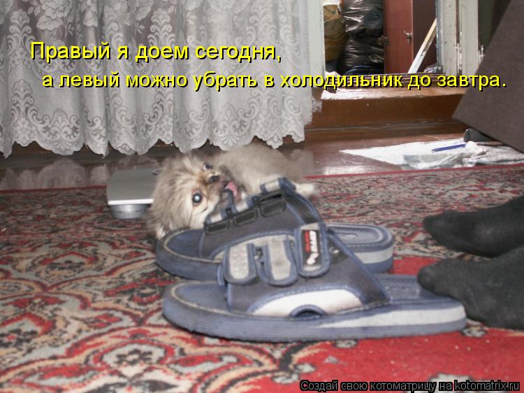Правый я доем сегодня, а левый можно убрать в холодильник до завтра.... Котоматрица: Правый я доем сегодня, а левый можно убрать в холодильник до завтра.