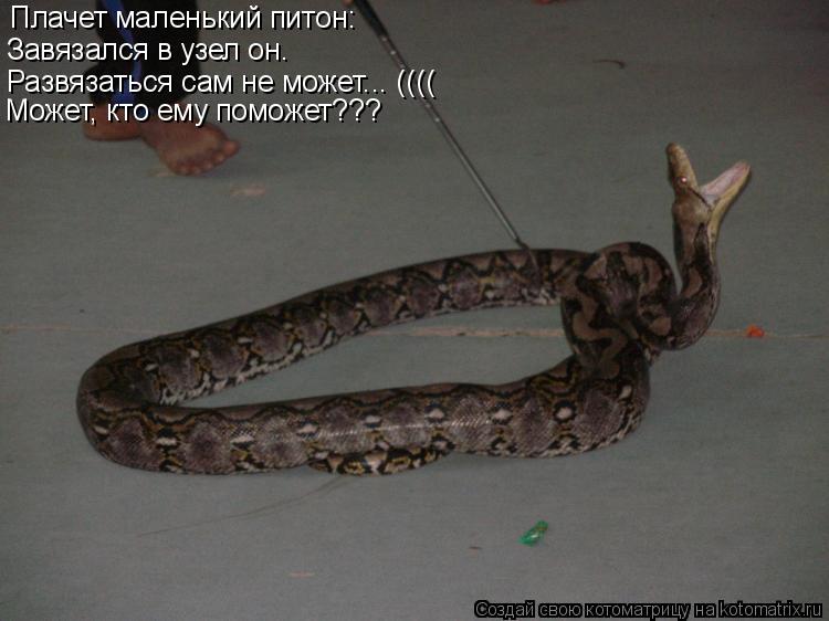 Плачет маленький питон: Завязался в узел он. Развязаться сам не может... (((( Может, кто ему поможет?... Котоматрица: Плачет маленький питон: Завязался в узел он. Развязаться сам не может... (((( Может, кто ему поможет???