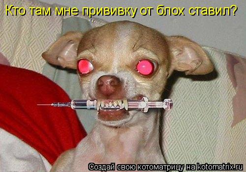 Кто там мне прививку от блох ставил?... Котоматрица: Кто там мне прививку от блох ставил?