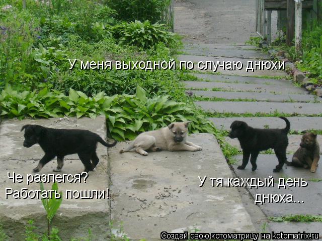 Че разлегся? Работать пошли! У тя каждый день днюха... У меня выходной по случаю днюхи... Котоматрица: Че разлегся? Работать пошли! У тя каждый день днюха... У меня выходной по случаю днюхи