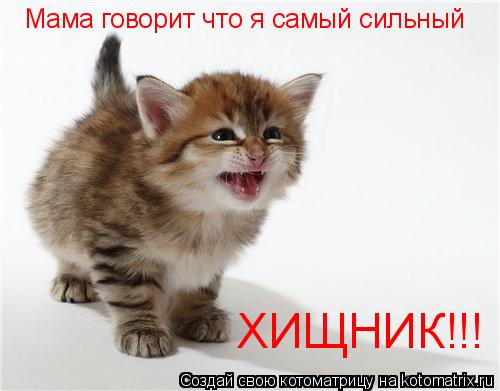 Мама говорит что я самый сильный ХИЩНИК!!!... Котоматрица: Мама говорит что я самый сильный ХИЩНИК!!!