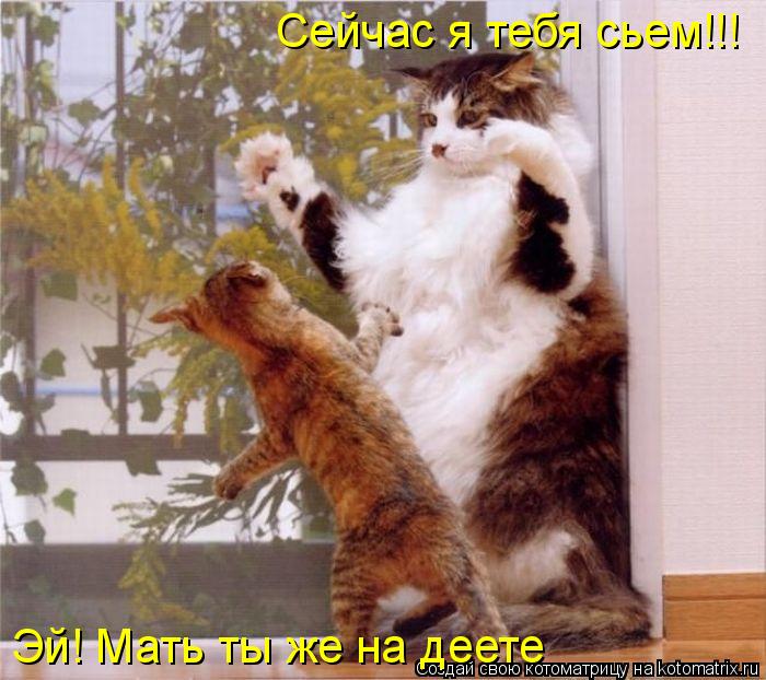 Сейчас я тебя сьем!!! Эй! Мать ты же на деете... Котоматрица: Сейчас я тебя сьем!!! Эй! Мать ты же на деете