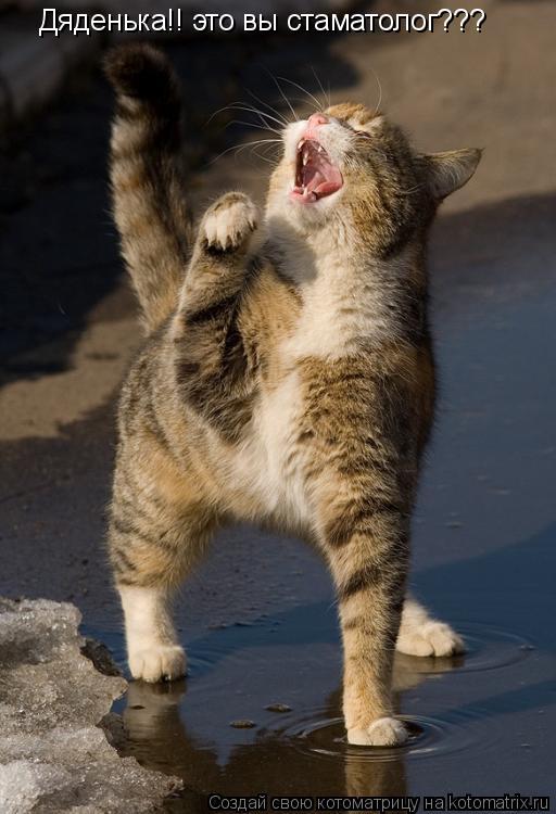 Дяденька!! это вы стаматолог???... Котоматрица: Дяденька!! это вы стаматолог???