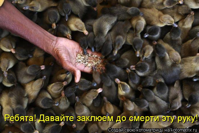 Ребята! Давайте заклюем до смерти эту руку!... Котоматрица: Ребята! Давайте заклюем до смерти эту руку!