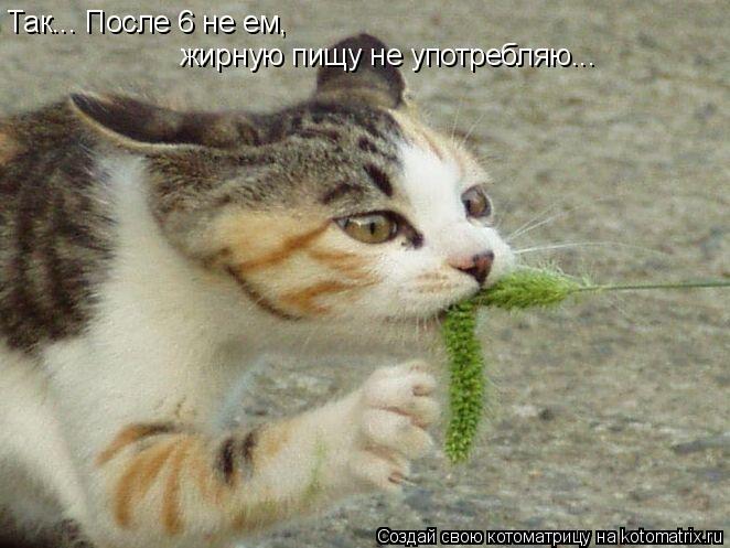 Так... После 6 не ем, жирную пищу не употребляю...... Котоматрица: Так... После 6 не ем, жирную пищу не употребляю...
