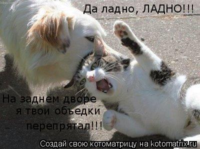 Да ладно, ЛАДНО!!! На заднем дворе я твои объедки перепрятал!!!... Котоматрица: Да ладно, ЛАДНО!!! На заднем дворе я твои объедки перепрятал!!!