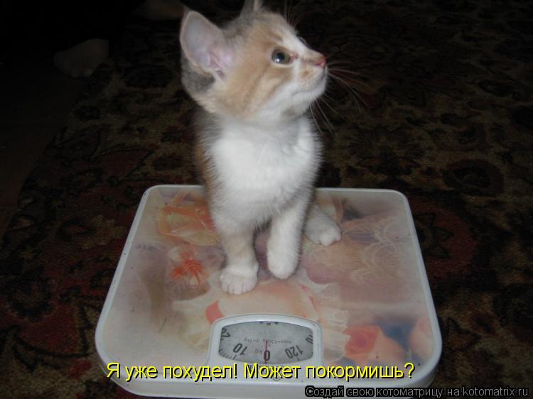 Я уже похудел! Может покормишь?... Котоматрица: Я уже похудел! Может покормишь?