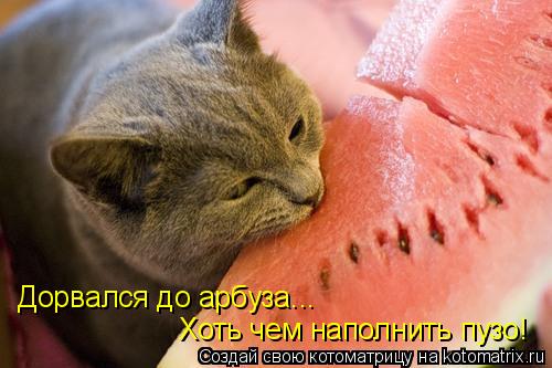 Дорвался до арбуза... Хоть чем наполнить пузо!... Котоматрица: Дорвался до арбуза... Хоть чем наполнить пузо!