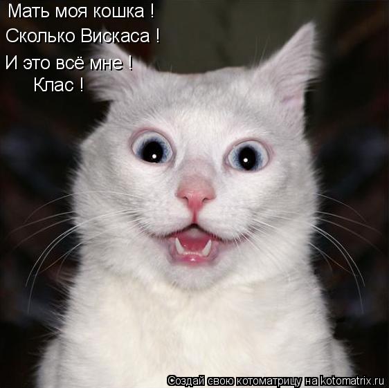 Мать моя кошка ! Сколько Вискаса ! И это всё мне ! Клас !... Котоматрица: Мать моя кошка ! Сколько Вискаса ! И это всё мне ! Клас !