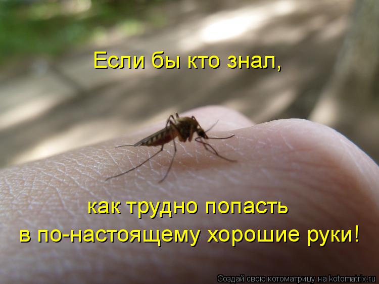 Если бы кто знал, как трудно попасть в по-настоящему хорошие руки!... Котоматрица: Если бы кто знал, как трудно попасть в по-настоящему хорошие руки!