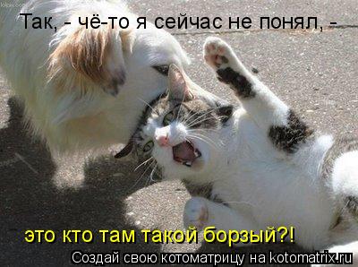 Так, - чё-то я сейчас не понял, - это кто там такой борзый?!... Котоматрица: Так, - чё-то я сейчас не понял, - это кто там такой борзый?!