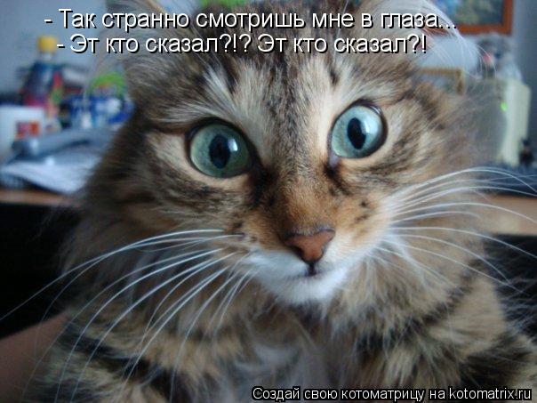 - Так странно смотришь мне в глаза... - Эт кто сказал?!? Эт кто сказал?!... Котоматрица: - Так странно смотришь мне в глаза... - Эт кто сказал?!? Эт кто сказал?!