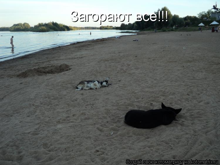 Загорают все!!!... Котоматрица: Загорают все!!!