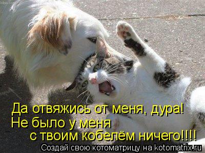 Да отвяжись от меня, дура! Не было у меня с твоим кобелём ничего!!!!... Котоматрица: Да отвяжись от меня, дура! Не было у меня с твоим кобелём ничего!!!!