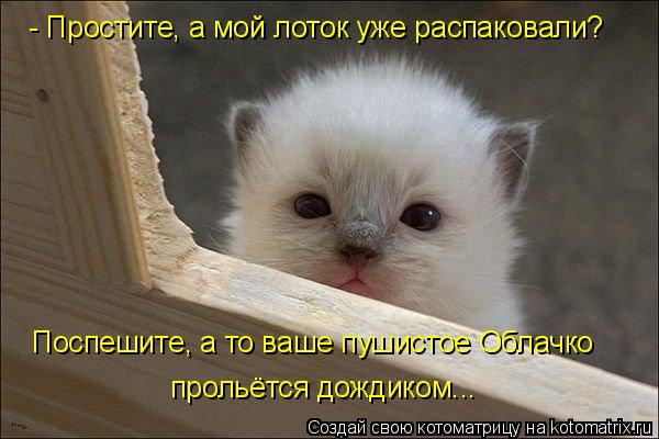 Котоматрица: - Простите, а мой лоток уже распаковали? Поспешите, а то ваше пушистое Облачко  прольётся дождиком...